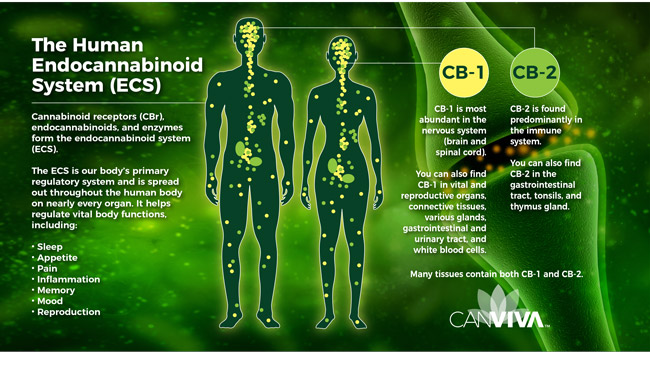 How CBD Can Help Your Endocannabinoid System