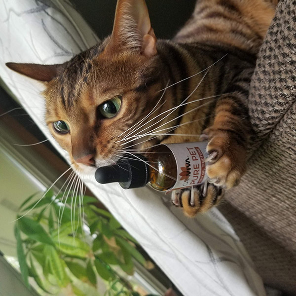 CANVIVA Cat with Pure Pet CBD Oil Tincture