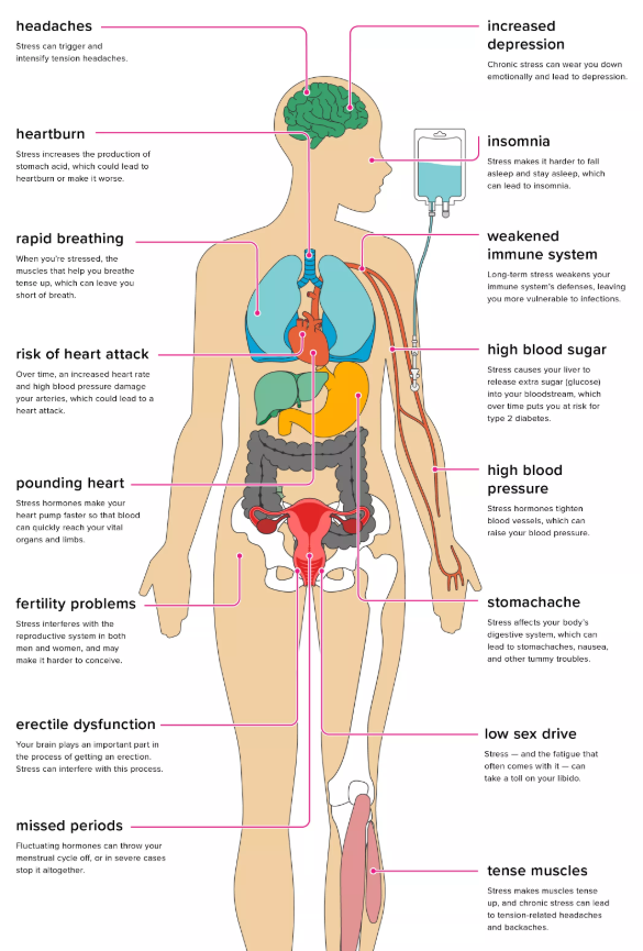 The Effects of Stress on Your Body